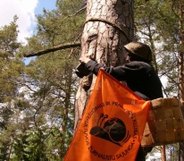 Kornelijos Ežerskytės nuotraukoje: kur tik nepabuvojo LŽS kelionių ir pramogų klubo vėliava... Paskutinįkart ji buvo iškelta aukščiausioje drevėje Dzūkijos nacionaliniame parke